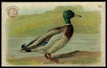 22 Mallard Duck